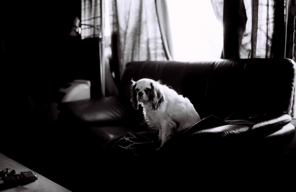 Seymore, Hollywood