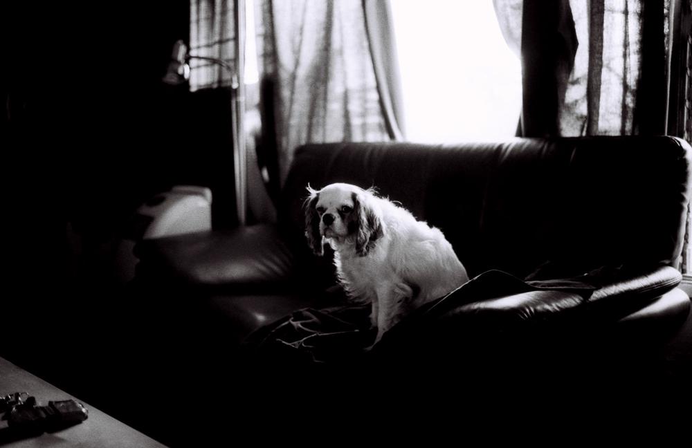Seymore, Hollywood