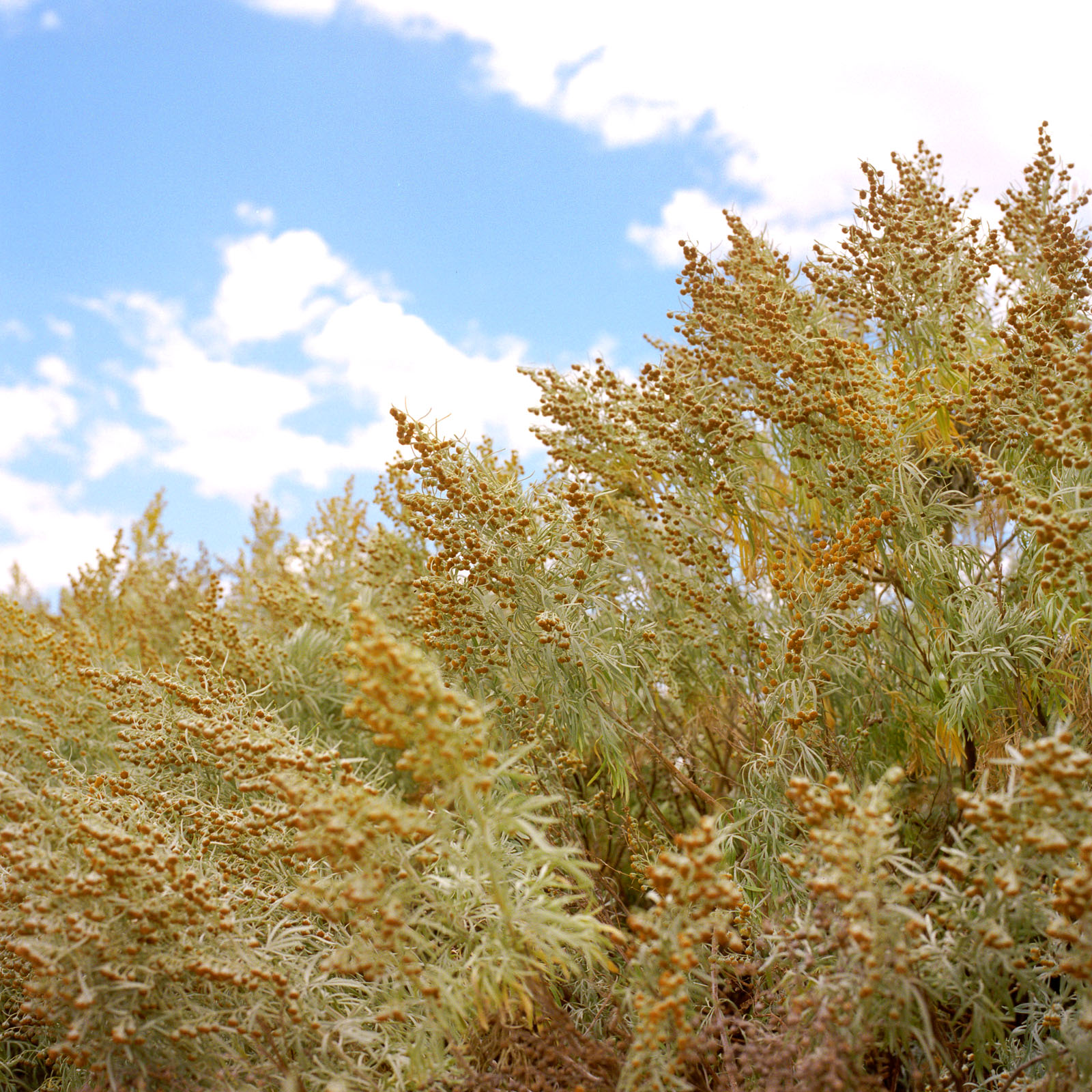 Tanunda, South Australia