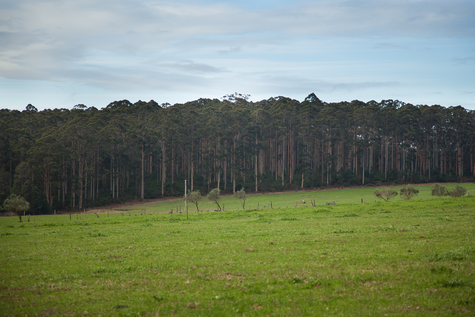 Pemberton, Western Australia