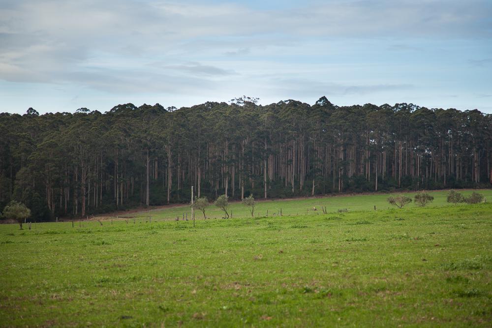 Pemberton, Western Australia