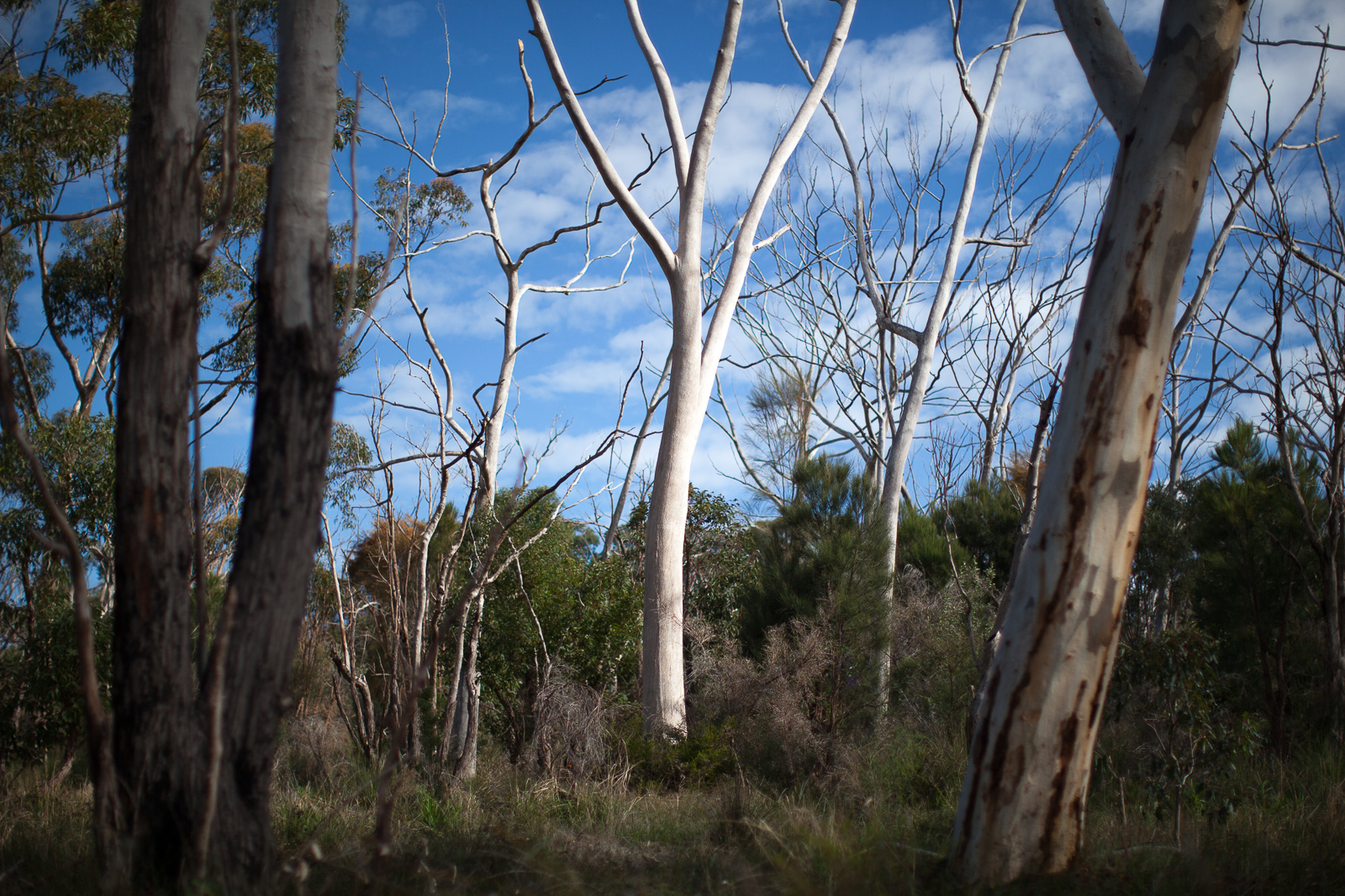 Kings Park