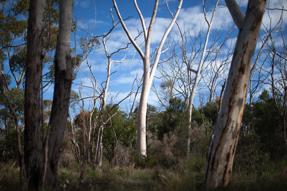 Kings Park