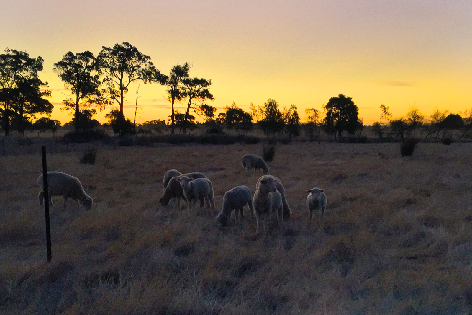 Yarloop, Western Australia