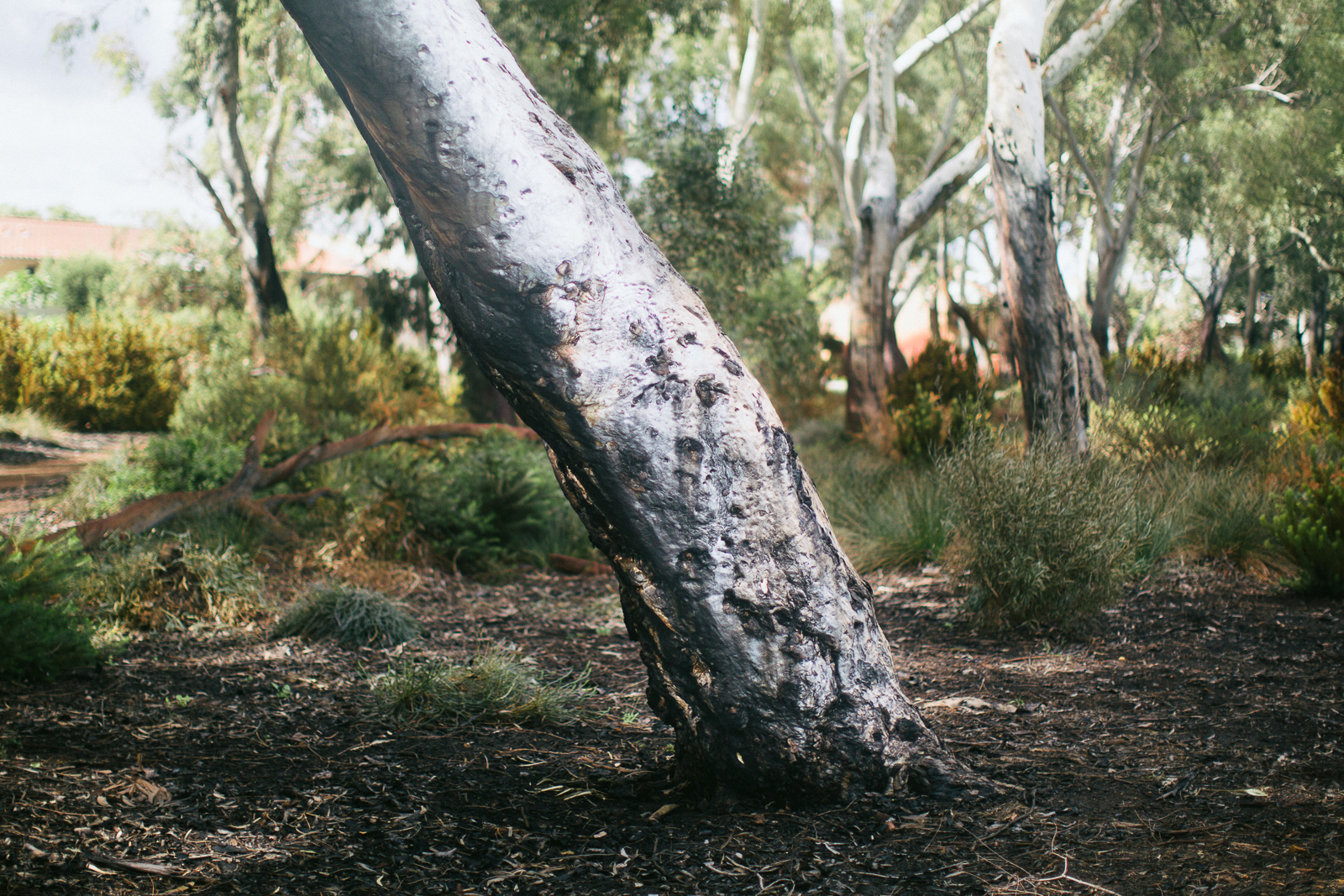 Britannia Road Reserve