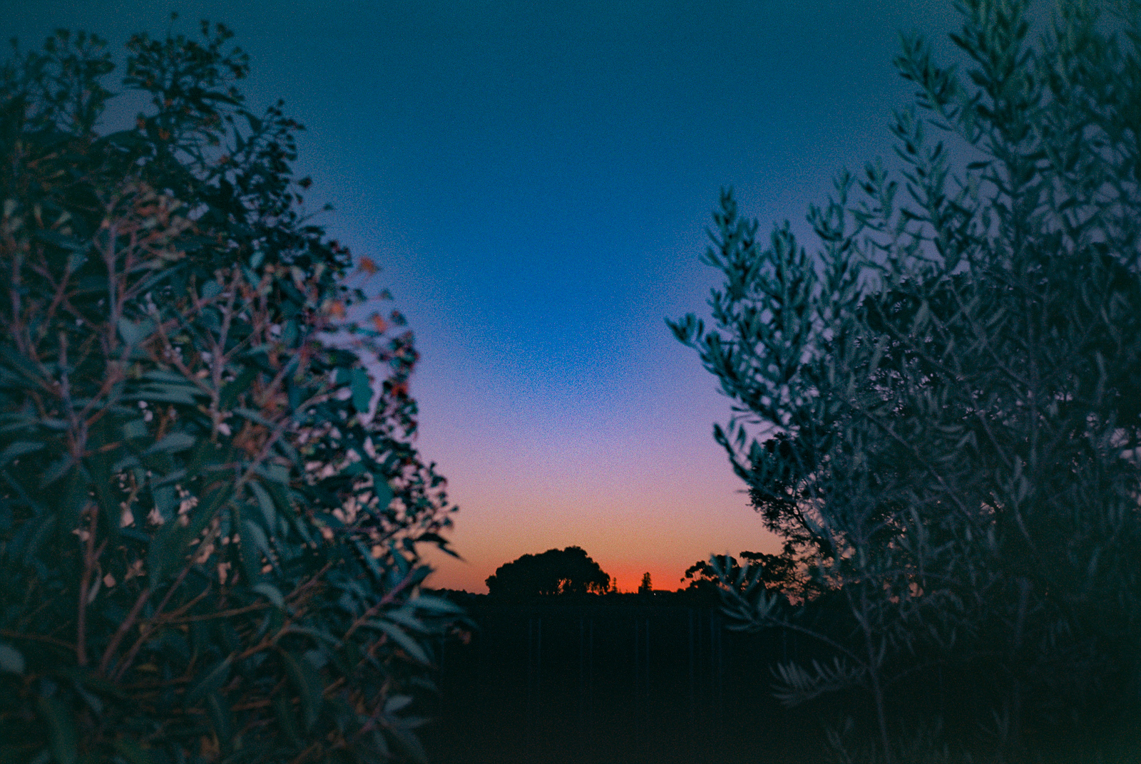 Backyard Sunset