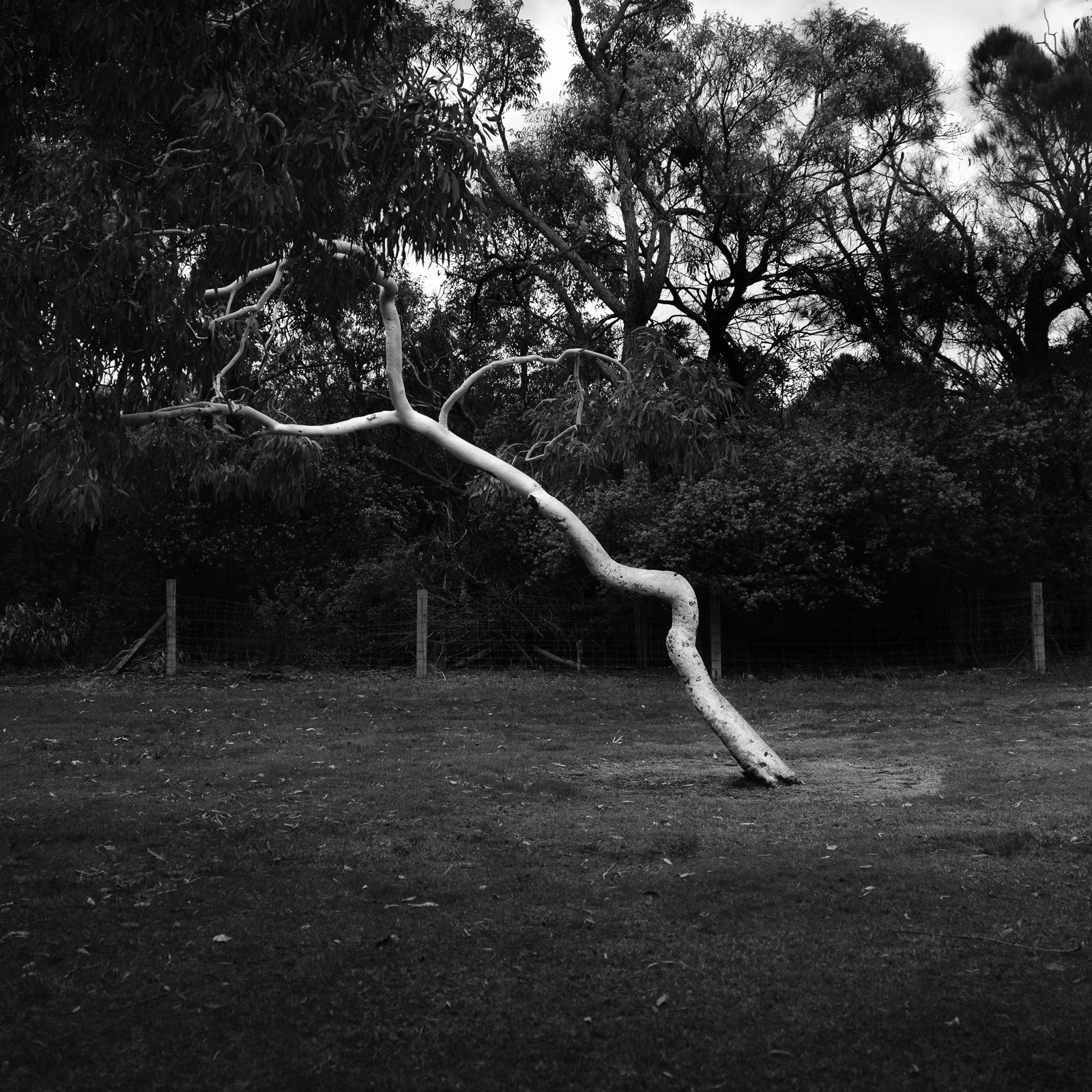 Kings Park