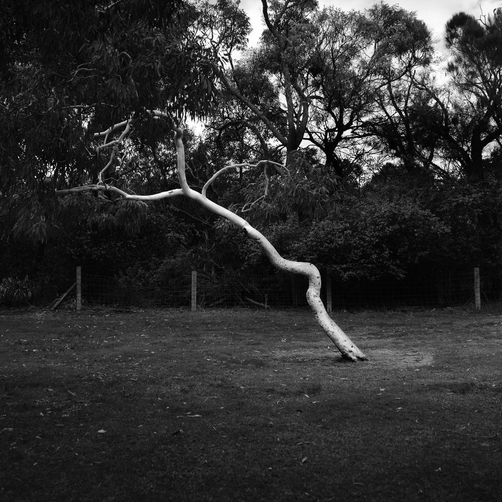 Kings Park