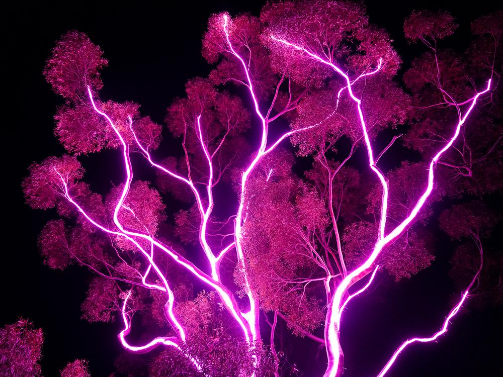 Kings Park Lightscape