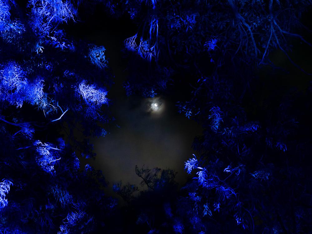 Kings Park Lightscape