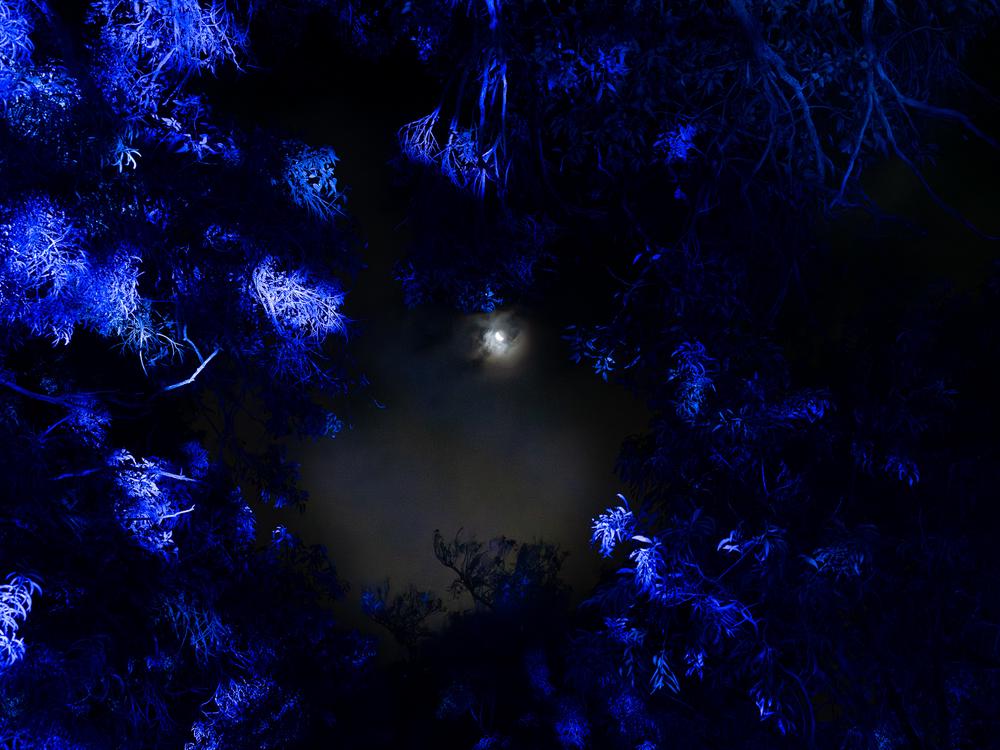 Kings Park Lightscape