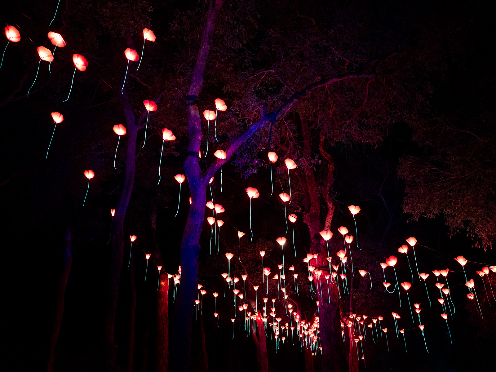 Kings Park Lightscape