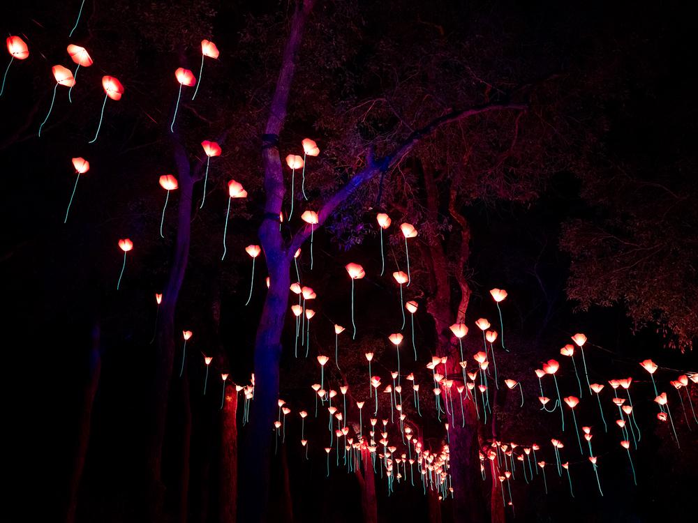 Kings Park Lightscape