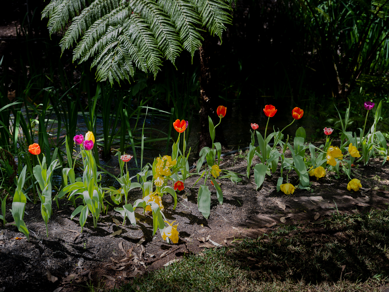 Araluen Botanic Park