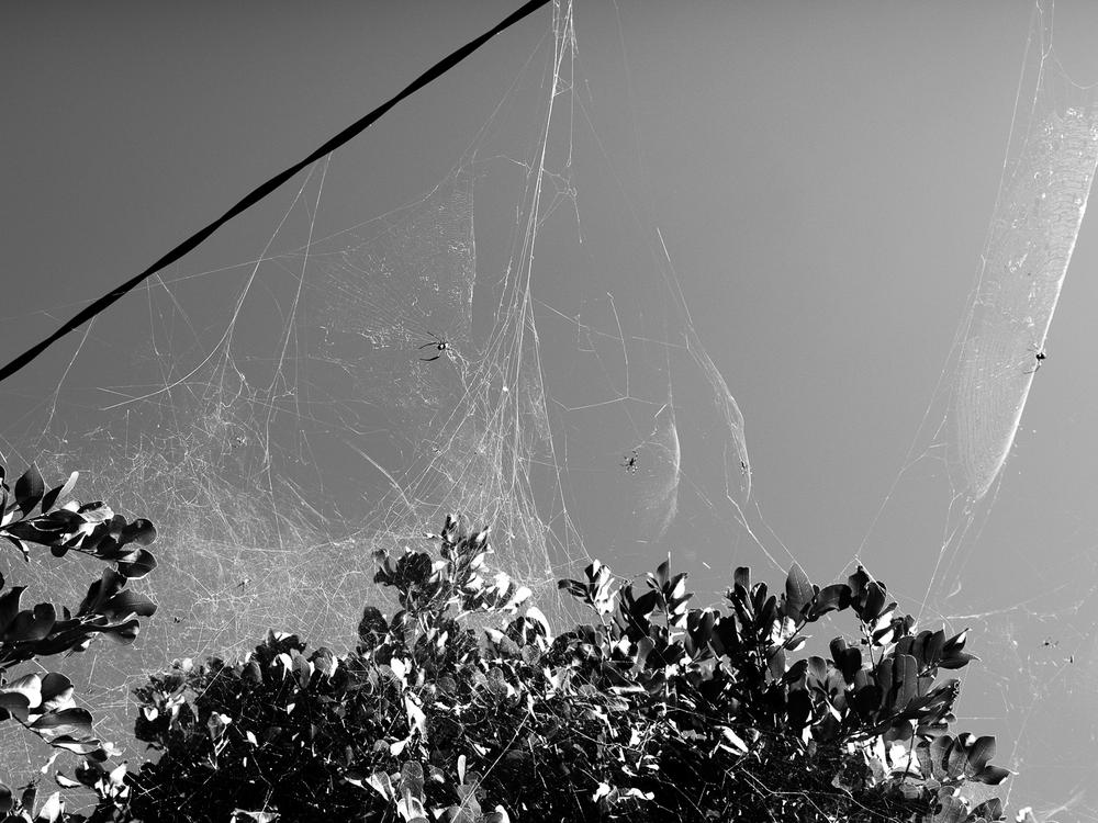 Wavell Heights, Brisbane