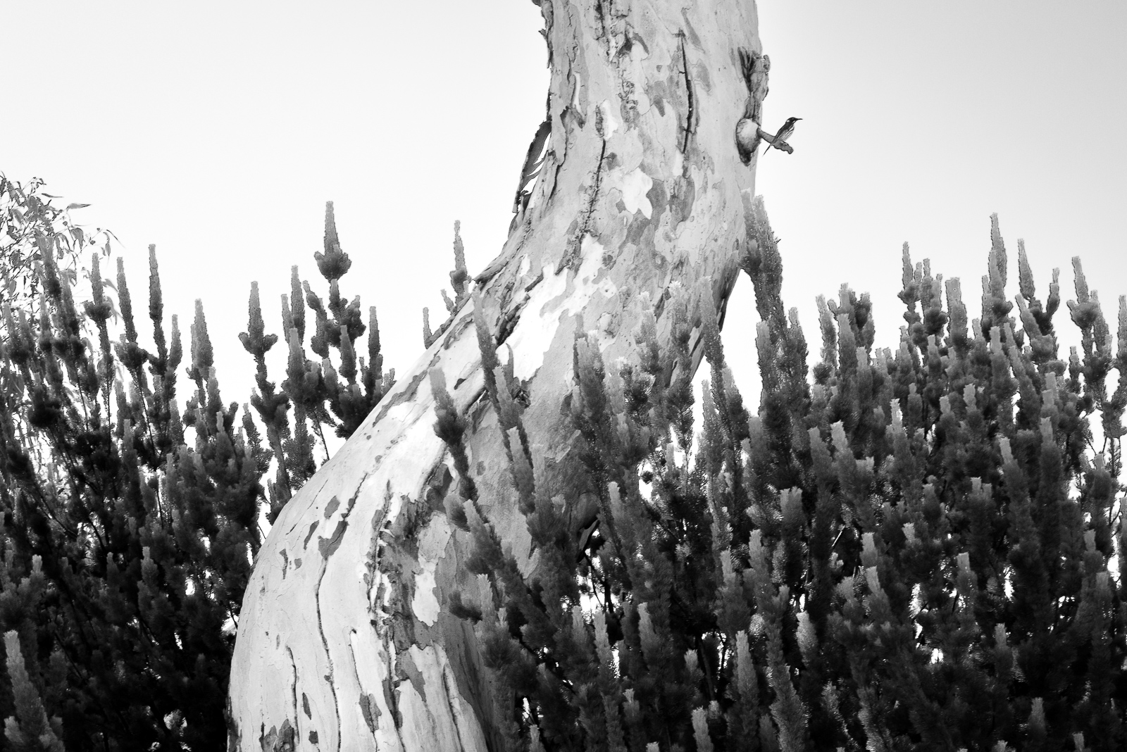 Britannia Reserve