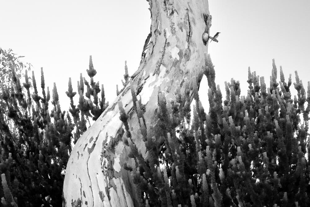 Britannia Reserve