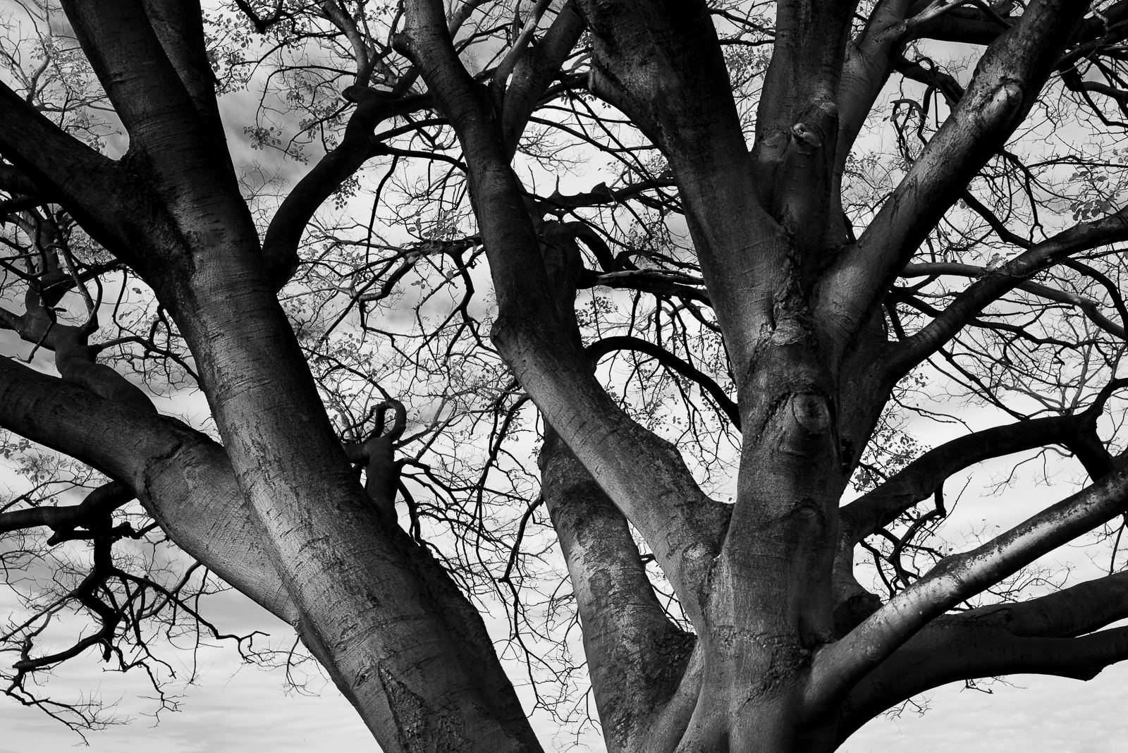 Mt Hawthorn